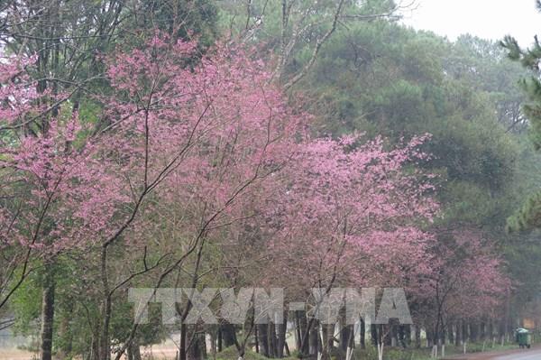  Hoa mai anh đào “nhuộm hồng” Măng Đen