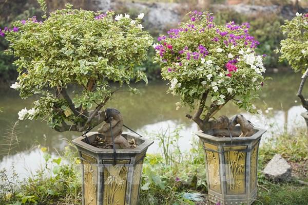 Độc đáo thương hiệu hoa giấy bonsai