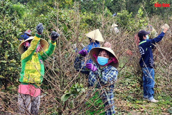 Làng mai vàng lớn nhất Tp. Hồ Chí Minh rộn ràng vụ Tết