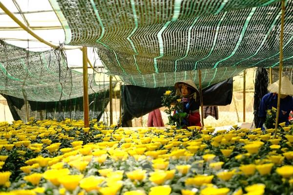 Hoa Đà Lạt rớt giá mạnh