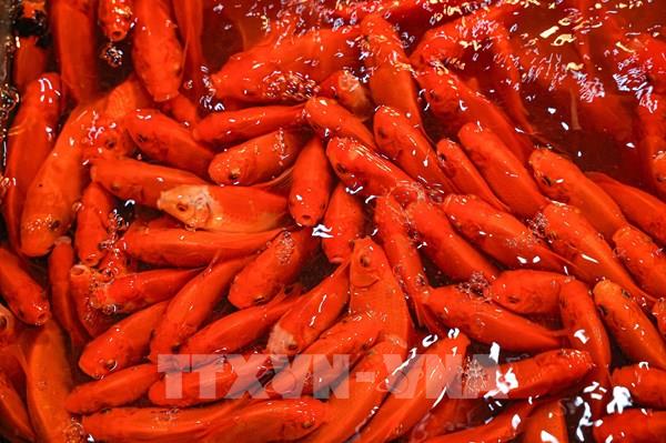 Chợ cá Yên Sở nhộn nhịp ngày ông Công, ông Táo