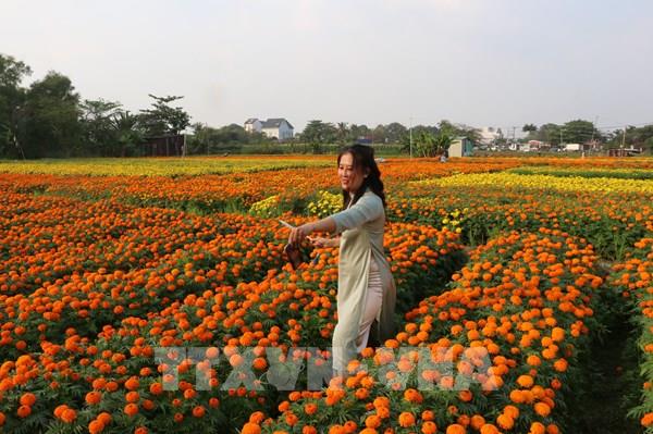 Ngắm cánh đồng hoa lớn nhất ở Bình Dương