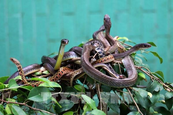 Năm con rắn và những điều thú vị