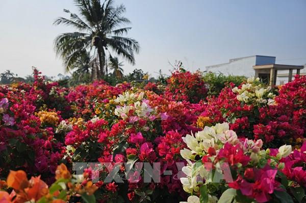 Rực rỡ sắc màu tại làng hoa giấy Phú Sơn