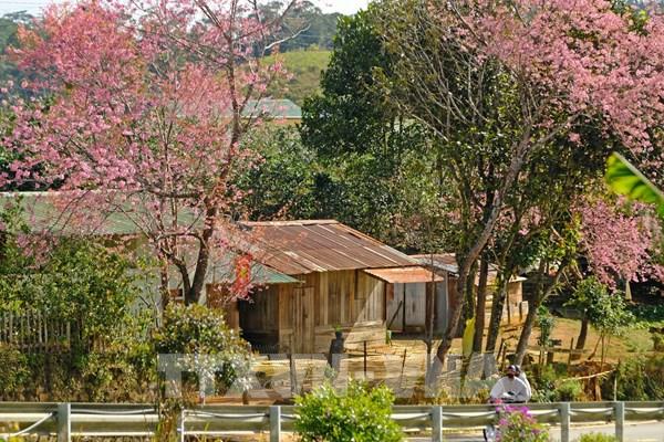 Mai anh đào khoe sắc trên buôn làng người K’Ho ở Lâm Đồng