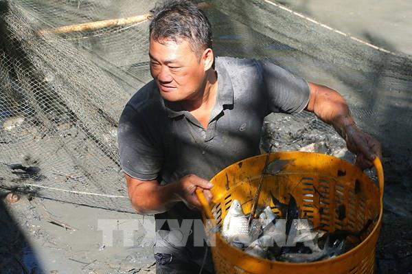 Nông dân miền Tây thu hoạch cá đồng bán Tết