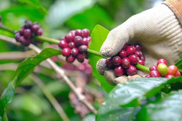 Chăm chút từng hạt cà phê đặc sản