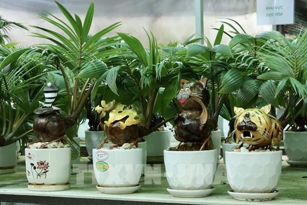 Kiếm tiền triệu từ dừa bonsai