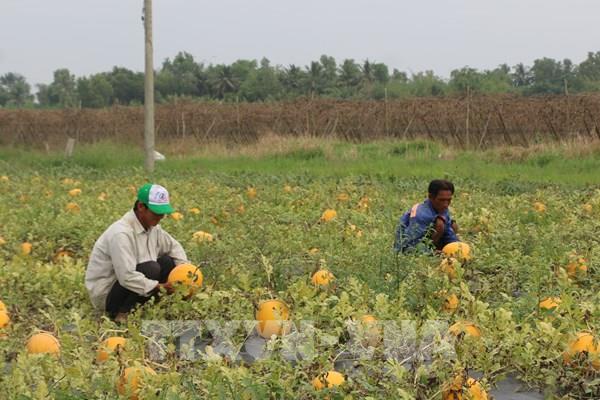 Giá dưa hấu Tết tăng