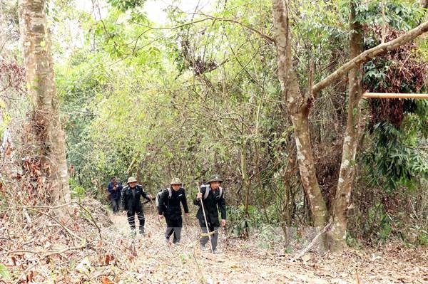 Chủ động phương án phòng cháy, chữa cháy rừng dịp Tết Nguyên đán