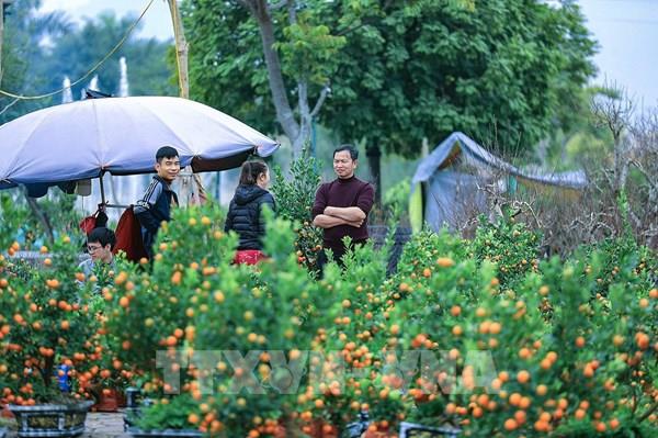 Thú chơi hoa ngày Tết