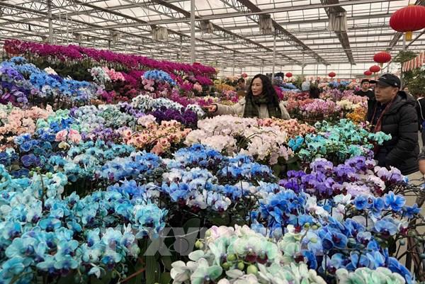 Trung Quốc: Rực rỡ chợ hoa Xuân Bắc Kinh