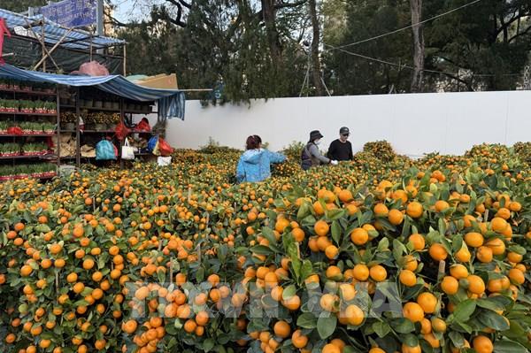 Sôi động chợ hoa Xuân Hong Kong (Trung Quốc)