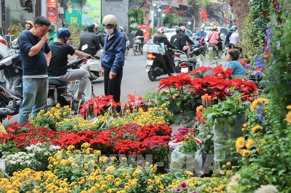 Sôi động chợ hoa cây cảnh Tết