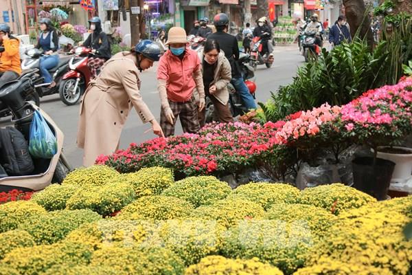 Thị trường hoa, cây cảnh Tết khởi động sớm, sức mua dè dặt