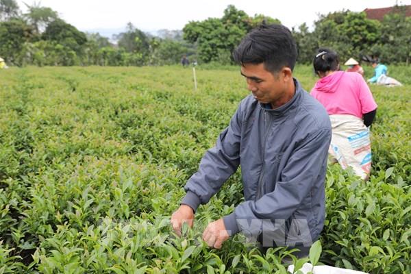 Xuất khẩu sụt giảm, chè Việt chinh phục thị trường nội địa