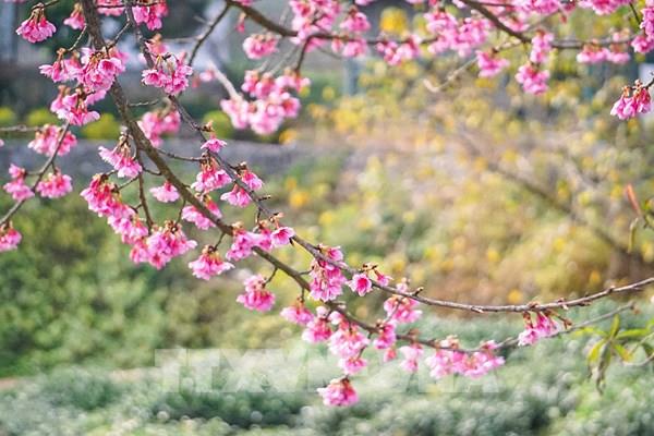  Muôn sắc hoa chào đón Xuân sang