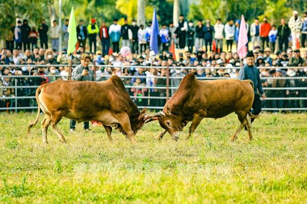 Đặc sắc Hội thi đấu bò truyền thống đầu Xuân mới
