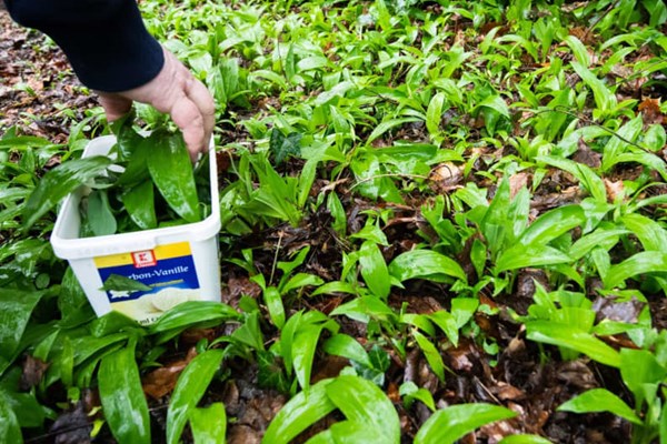 Đức bắt giữ nhóm người khai thác tỏi dại bất hợp pháp