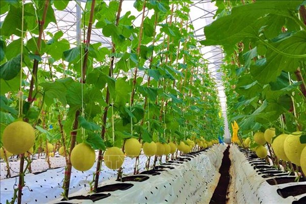 Phát triển các mô hình sản xuất nông nghiệp xanh