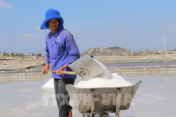 Ninh Thuận hướng tới mục tiêu trở thành “thủ phủ” muối