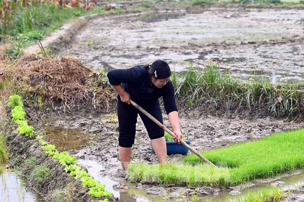 Hồ thủy điện xả nước, nông dân khẩn trương gieo cấy lúa Xuân