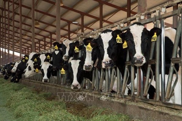 Mỹ: Phát hiện chủng cúm gia cầm mới ở bò sữa