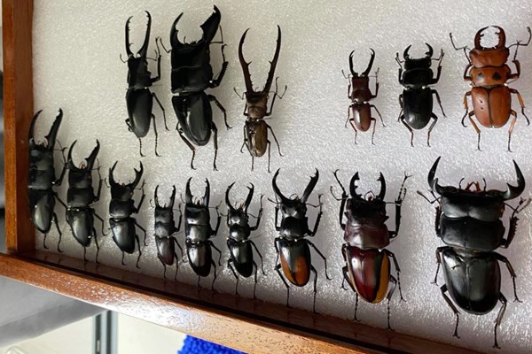 Mỹ: Phát hiện hàng chục con bọ cánh cứng giấu trong lô hàng đồ ăn vặt nhập khẩu