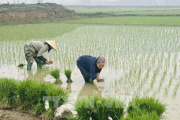 7 địa phương đã hoàn thành lấy nước gieo cấy vụ Đông Xuân