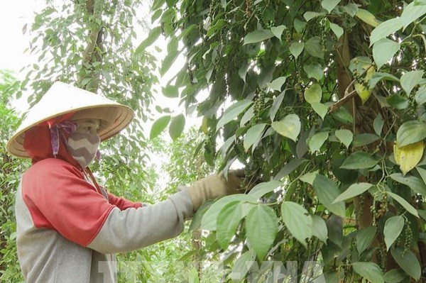 Nhiều dư địa tăng trưởng cho ngành tiêu và gia vị