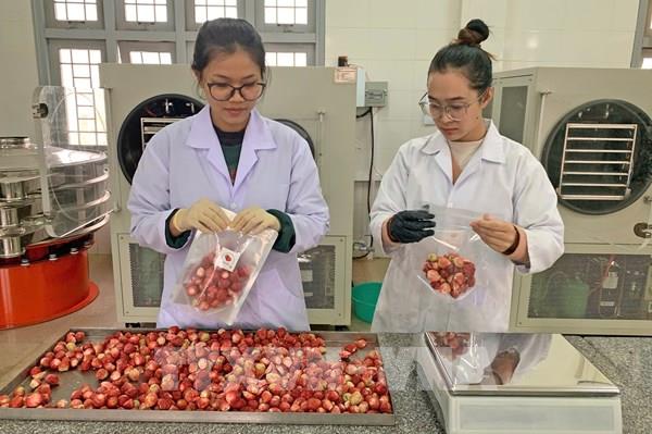 Nâng tầm giá trị nông sản Đà Lạt bằng công nghệ