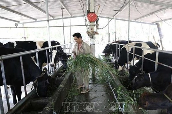 Phát triển bền vững nông nghiệp vùng Đông Nam Bộ – Bài 1: Trụ đỡ của nền kinh tế