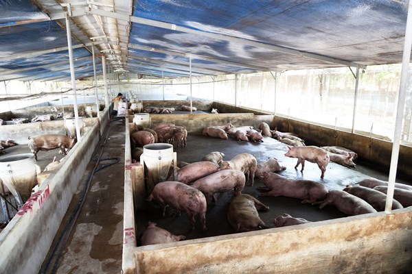 Bài 3: Nâng cấp chuỗi giá trị nông sản chủ lực