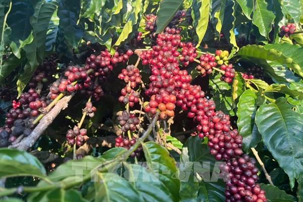 JICA triển khai khoản vay lưu động 75 triệu USD hỗ trợ ngành cà phê châu Á