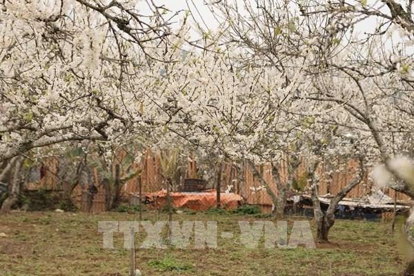 Hoa mận bung nở trắng trời cao nguyên Bắc Hà