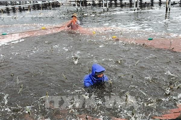 Giá tôm tiếp tục tăng thêm 3.000 - 5.000 đồng/kg