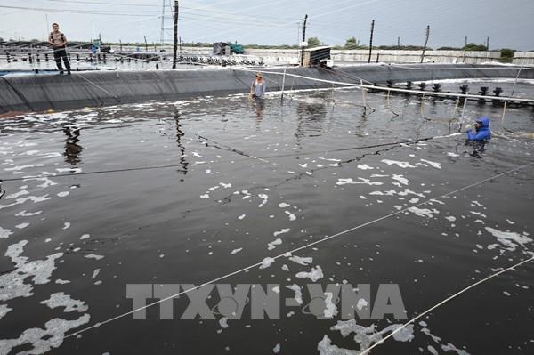 Bến Tre sắp đạt kế hoạch phát triển 4.000 ha nuôi tôm công nghệ cao