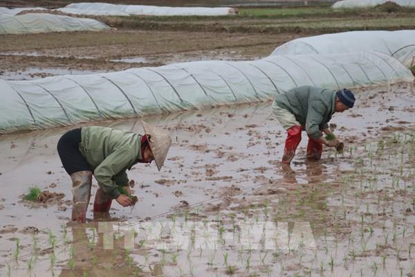 Trên 95% diện tích đã có nước cho gieo cấy vụ Đông Xuân