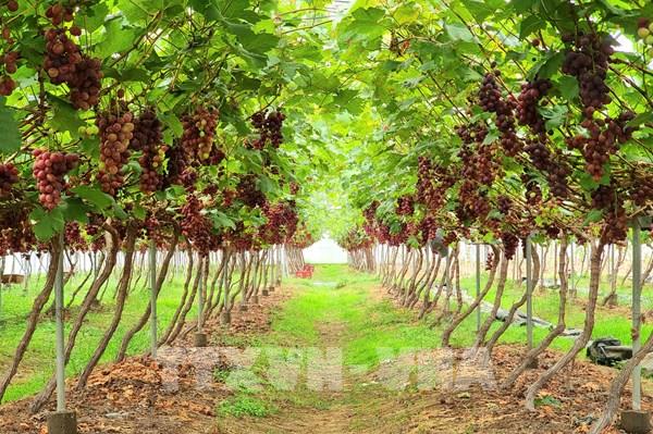 Ninh Thuận phát triển kinh tế từ giống nho đỏ mới NH01-16