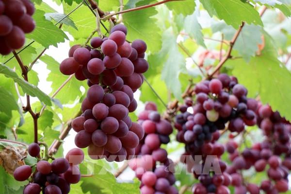 Trồng giống nho mới cho thu nhập từ 1 - 1,2 tỷ đồng/ha/năm