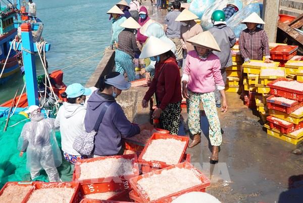 Ngư dân Bình Định trúng đậm ruốc biển đầu năm mới