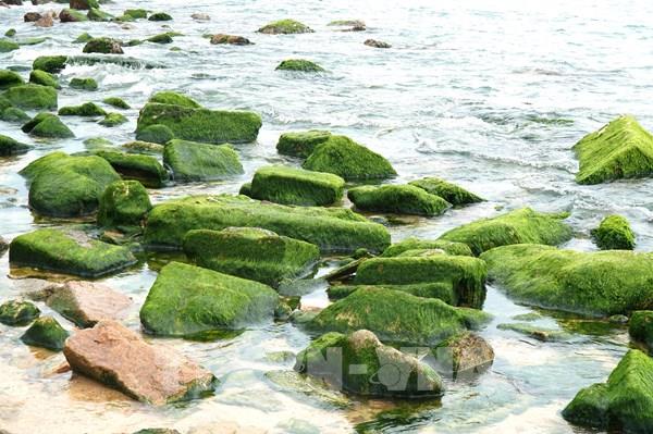 Về làng chài Nhơn Hải "check in" mùa rêu xanh mướt