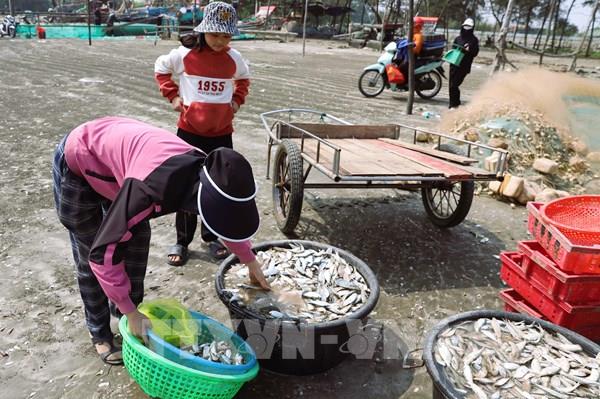 Ngư dân “trúng” mùa cá trích sớm
