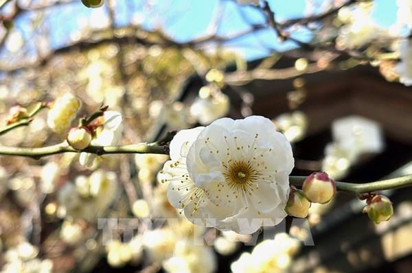 Lễ hội hoa mơ báo hiệu mùa Xuân ở Tokyo, Nhật Bản