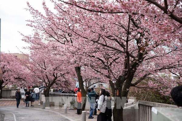  “Hoa anh đào Atami” khoe sắc trong tiết trời giá rét