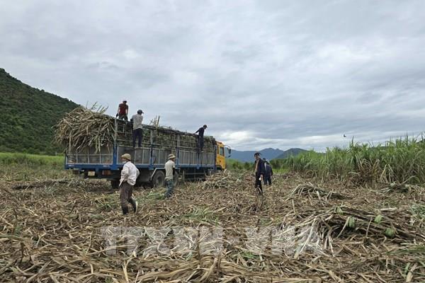 Điều chỉnh Quy hoạch điện VIII: Cần khai thác tiềm năng phát triển điện sinh khối