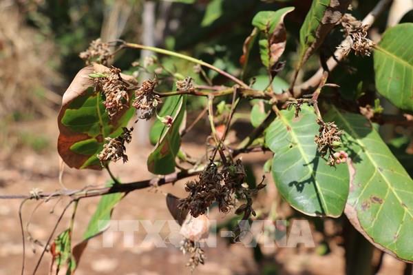 Nhiều nhà vườn ở "thủ phủ điều" đối mặt với nguy cơ mất mùa