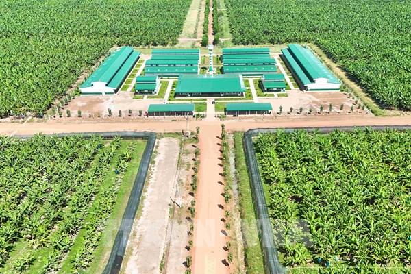 Doanh nghiệp Việt Nam đầu tư dự án nông nghiệp công nghệ cao quy mô lớn tại Campuchia