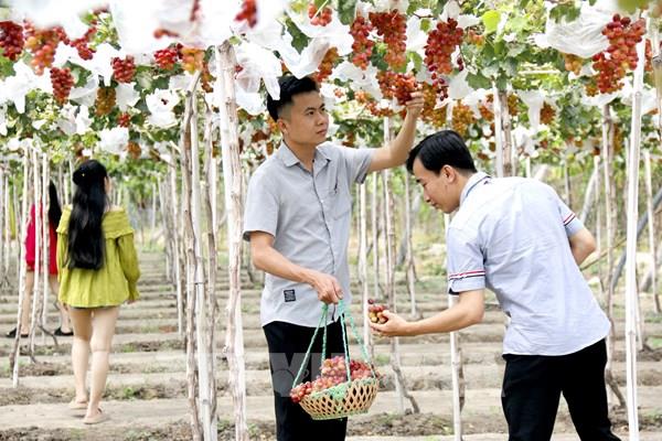 Sức hút từ sản phẩm du lịch nông nghiệp Bình Thuận