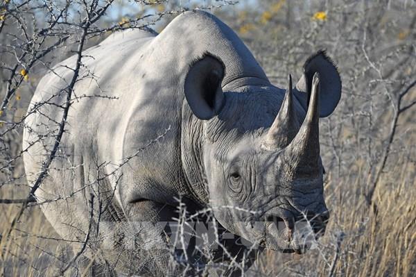 Cận cảnh tê giác trắng quý hiếm ở châu Phi